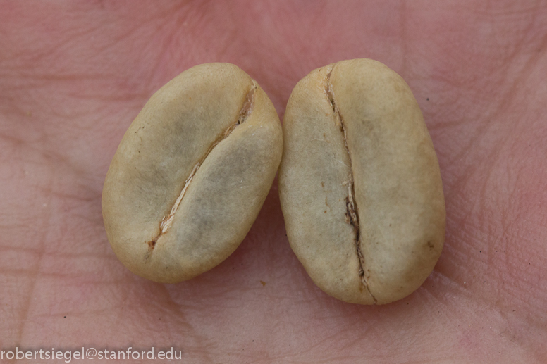 coffee beans